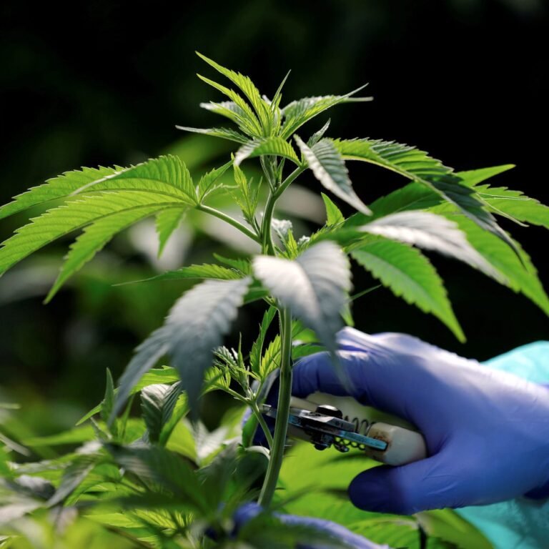 Ghana eyes $1bn revenue from cannabis industry