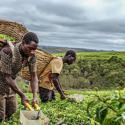 Tanzania lifts ban on agricultural imports from South Africa and Malawi