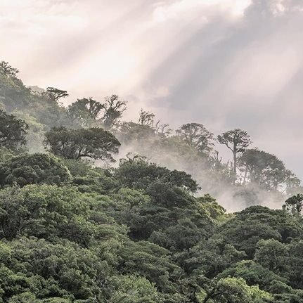 AfDB to launch carbon credits support facility to boost climate finance in Africa