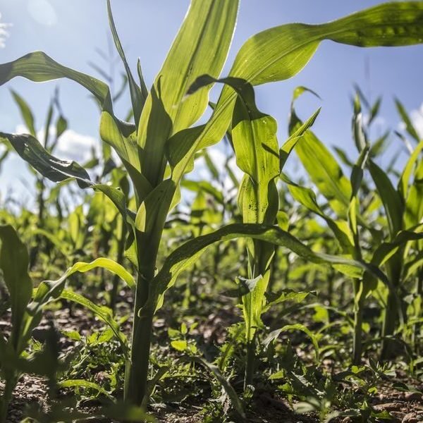 Nigeria and Brazil ink $1 billion deal to transform agriculture sector