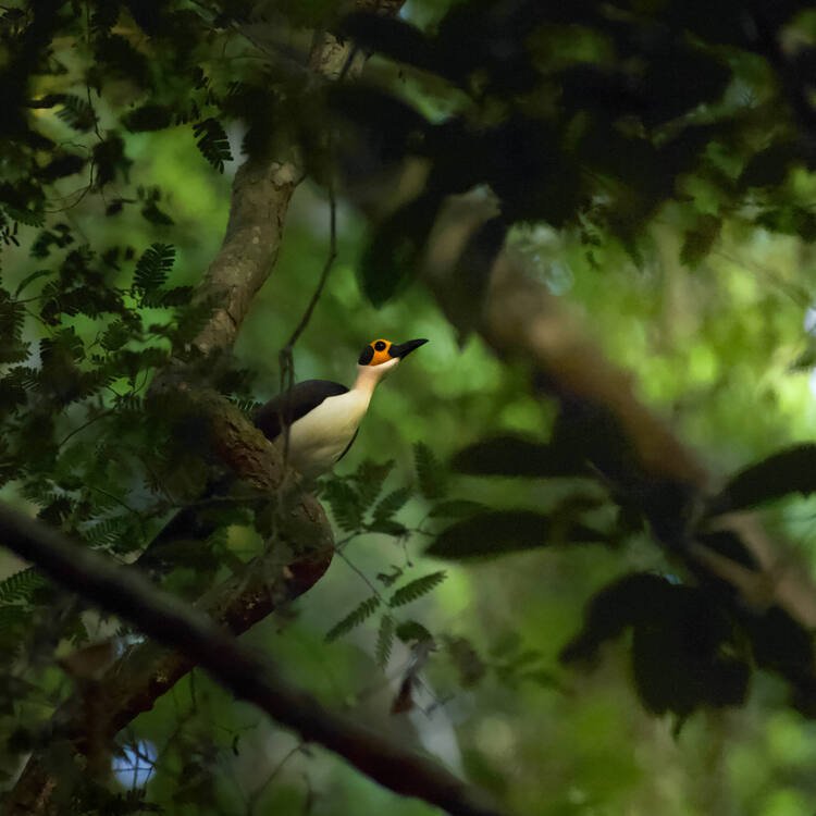 5 African countries get a new UNESCO World Heritage site