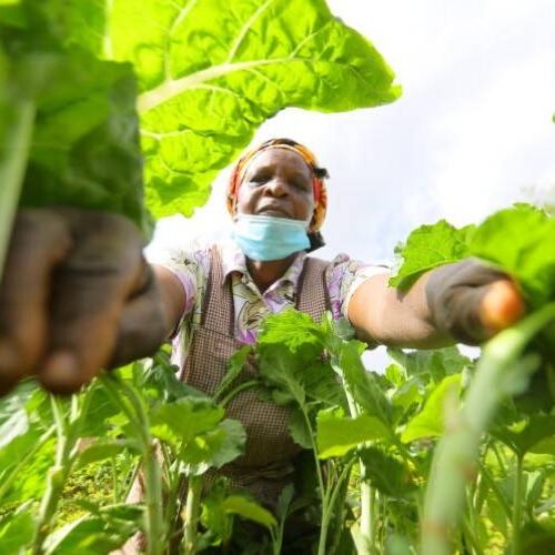 From weed to delicacy: Kenya’s poor man’s food with health and fiscal benefits
