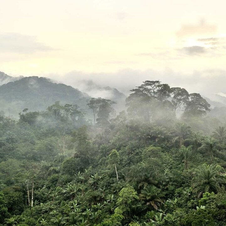 Singapore targets Africa’s carbon credits as global powers hunt minerals