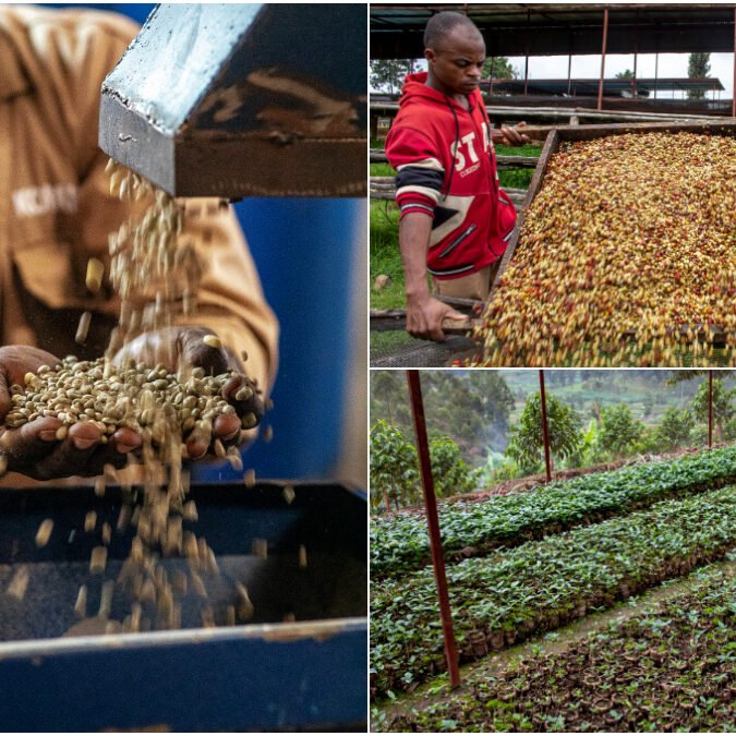 Rwandan coffee breaks record, rakes 14 times market price in global auction