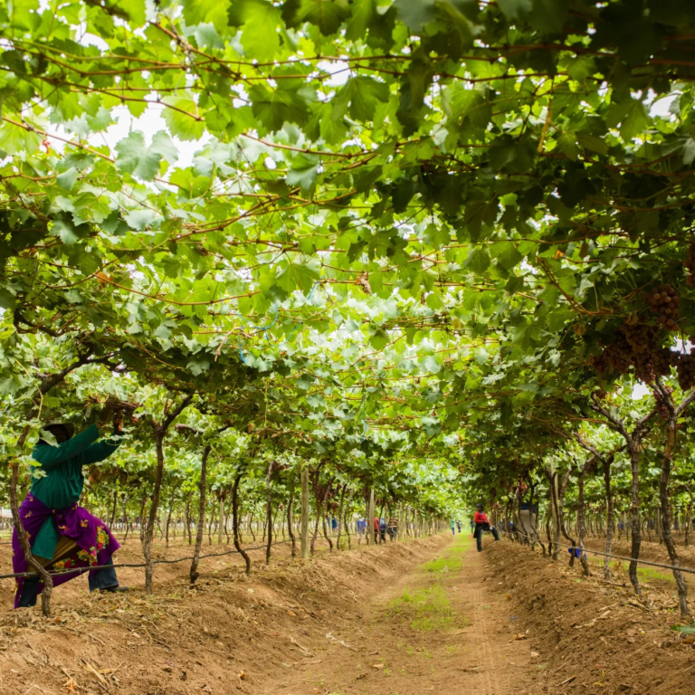 South Africa ranked among 30 countries that feed the world