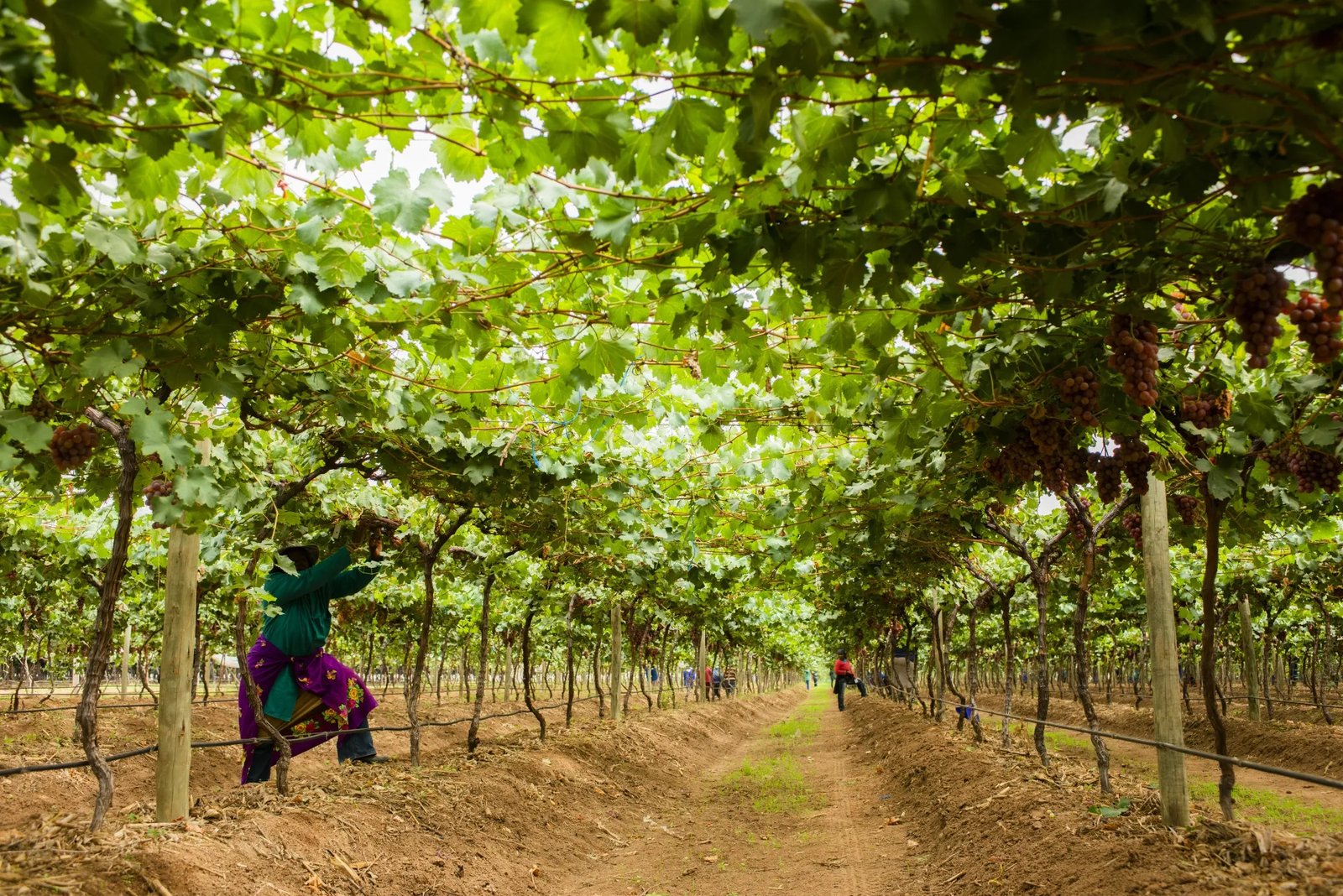 South Africa ranked among 30 countries that feed the world