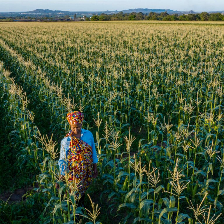 Africa’s biggest maize producer resumes export after historic harvest forecast