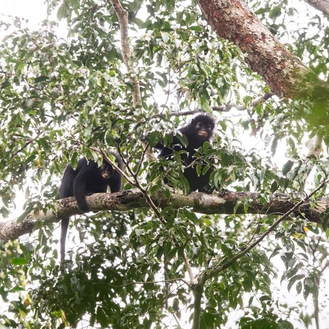 A mystery hidden in one blurry photo taken 17 years ago has led to a fascinating discovery hiding in the lungs of Africa