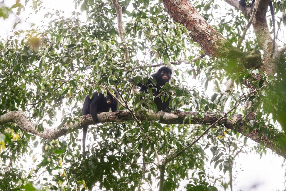 A mystery hidden in one blurry photo taken 17 years ago has led to a fascinating discovery hiding in the lungs of Africa