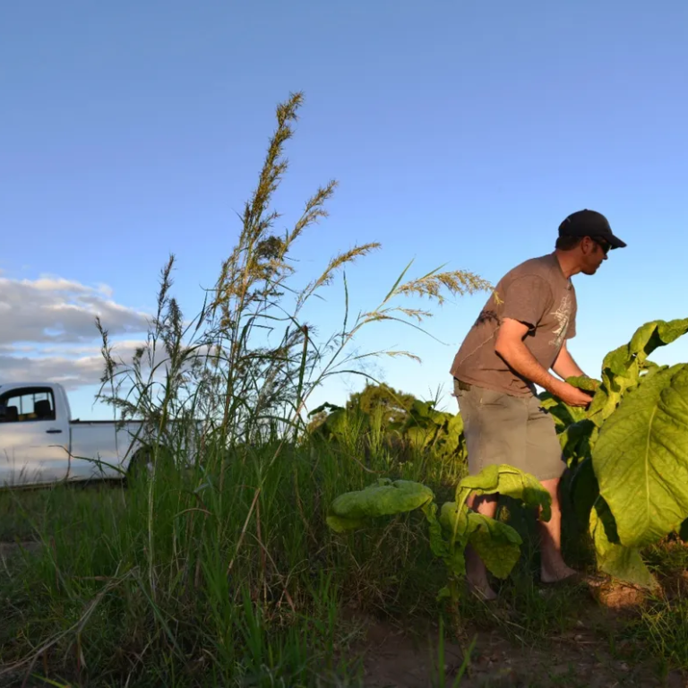 Zimbabwe’s compensation payments to white farmers hit $508 million 25 years after land seizures
